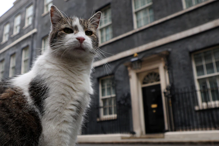 A grey and white cat sat outside the door to No 10