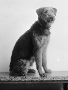 Black and white photo of a terrier