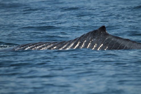 The return of Bladerunner the humpback and Spilt Fin the killer whale – a cautionary tale about seafaring vessels