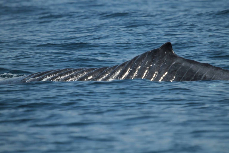 Closeup of Bladerunner the humpback whale, showing scars on her back