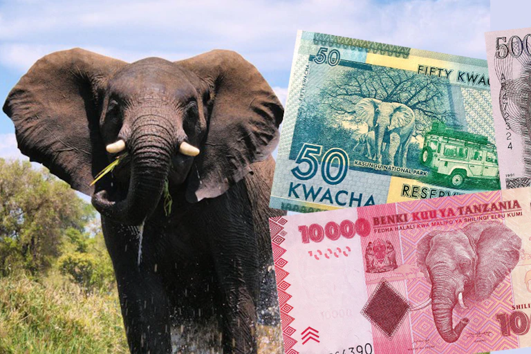 African elephant and exemplar banknotes from African countries