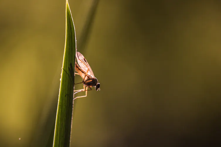 Midge on blade of grass