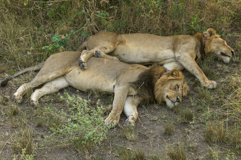 Two male lions lying on their sides.