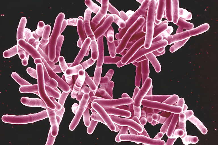 A cluster of pink rod shapes
