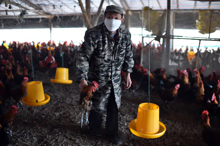 A worker holding a chicken.