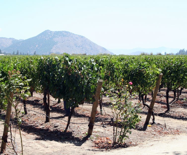 Vineyard near Talca in Chile