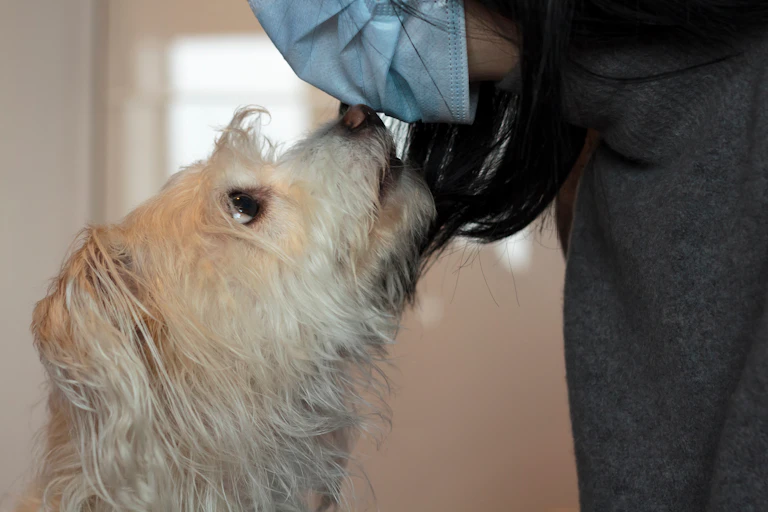 O cão fareja a máscara facial de uma mulher.