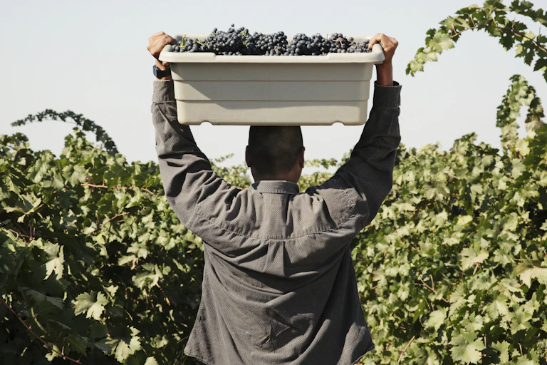 A man stands away fomr the camera with a box of grapes on his head in a grape vinery.