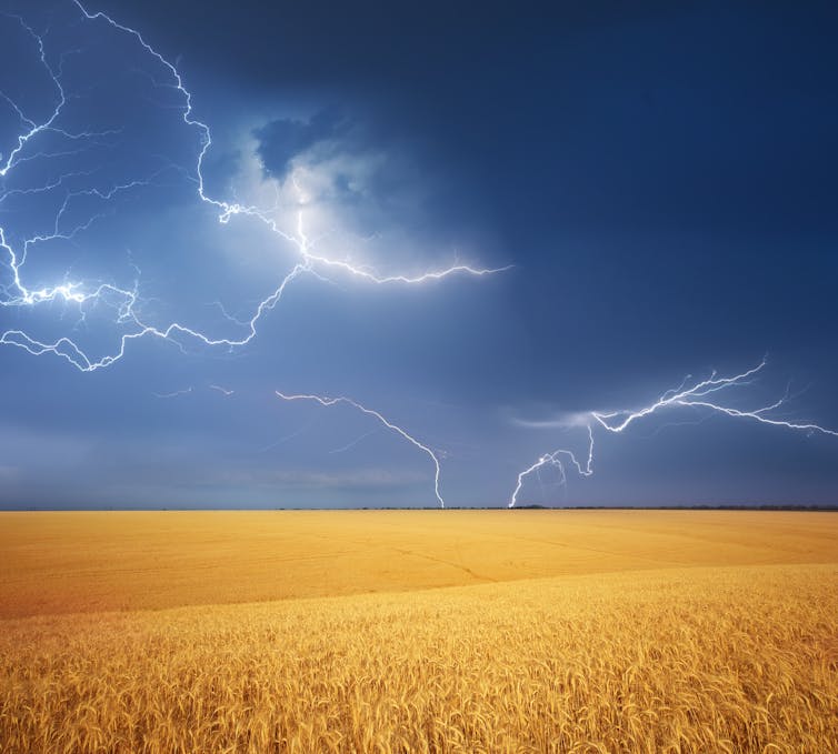 Lightning above a wheat field