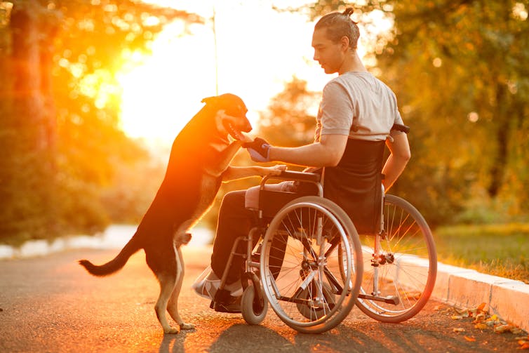 A man in a wheelchair plays with a dog at sunset.
