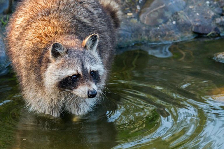 A raccoon stands with its front paws in a shallow body of water.
