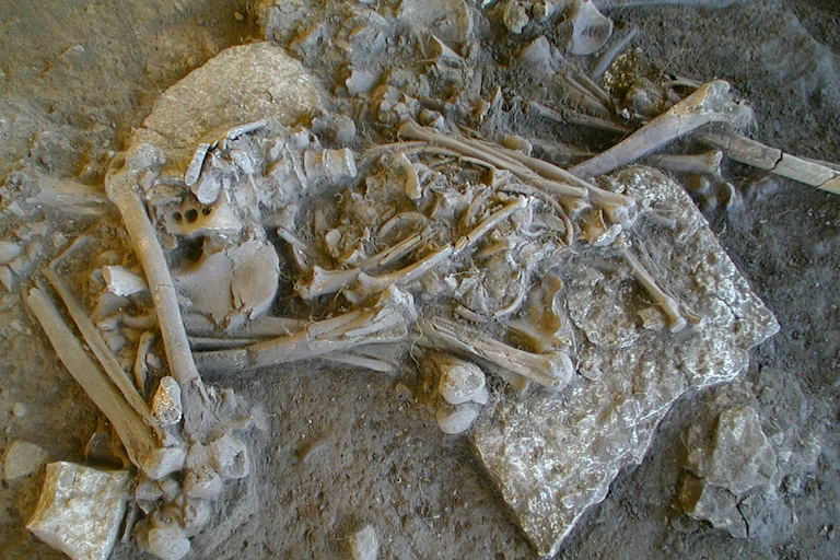 One of the complete skeletons found in the Frälsegården passage grave.