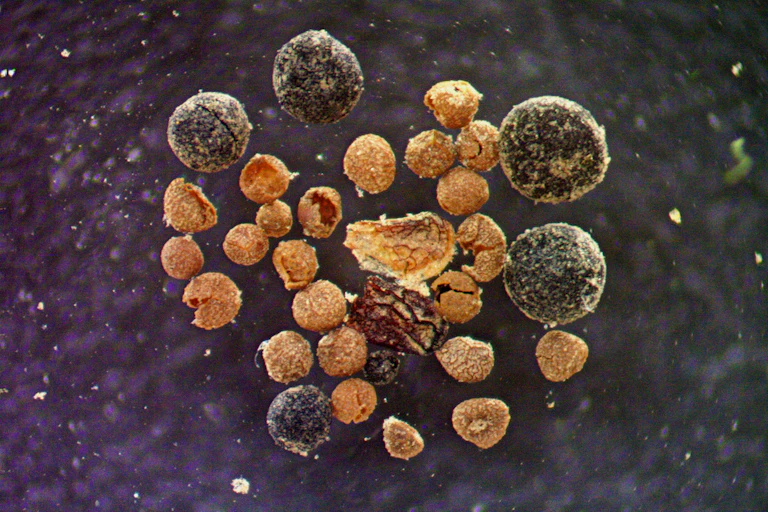 fossil plant parts viewed using microscope