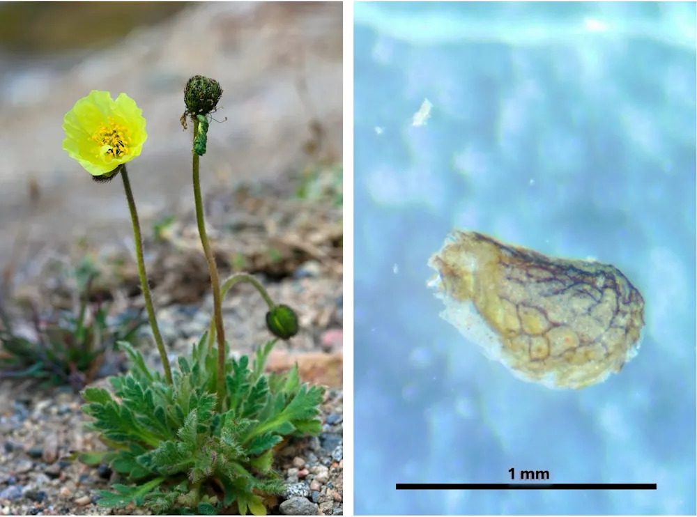 Arctic Poppy Roots Ancient poppy seeds and willow wood offer clues to the Greenland ice ...