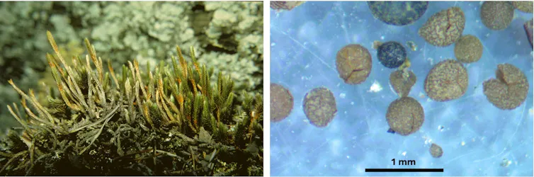 A photo of spike moss and a photo shot under a microscope showing spheres that are spores.