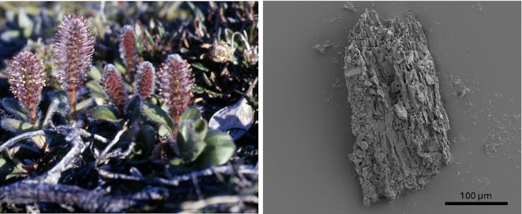 A photo of Arctic willow shrubs, which look nothing like willow trees, and a photo of a tiny wood piece under a microscope.