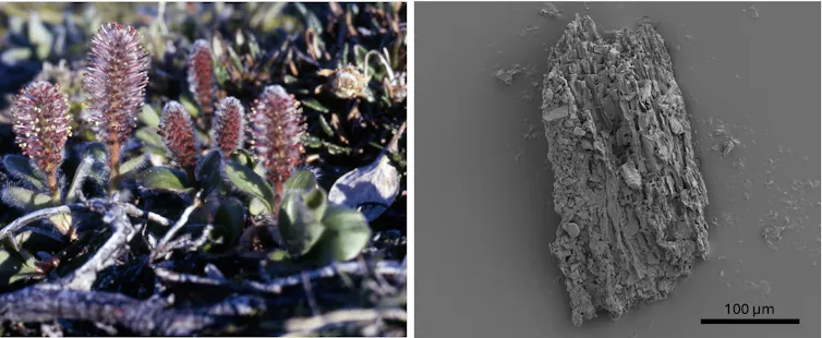 A photo of Arctic willow shrubs, which look nothing like willow trees, and a photo of a tiny wood piece under a microscope.