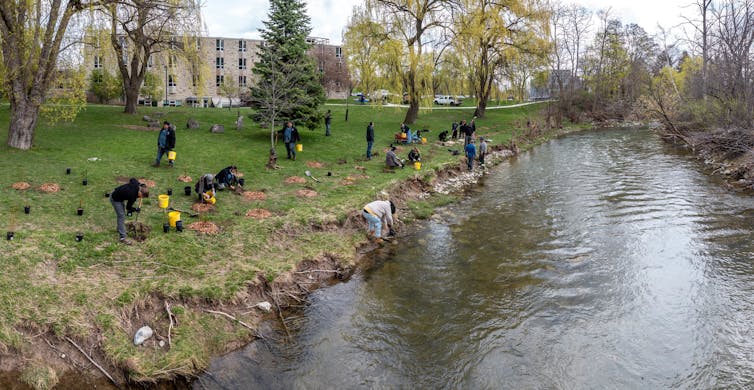 A group of people seen planting by a river bank.