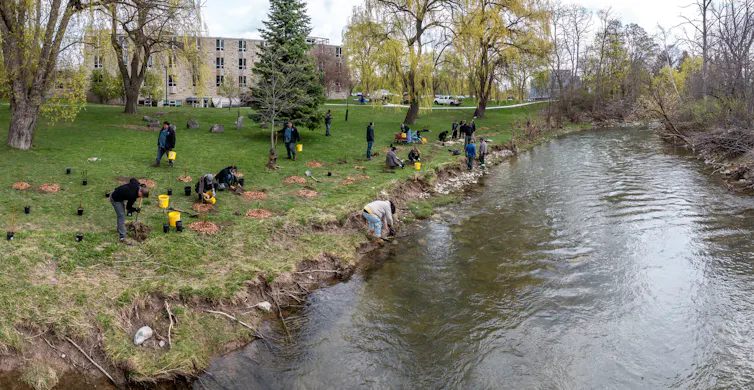 A group of people seen planting by a river bank.