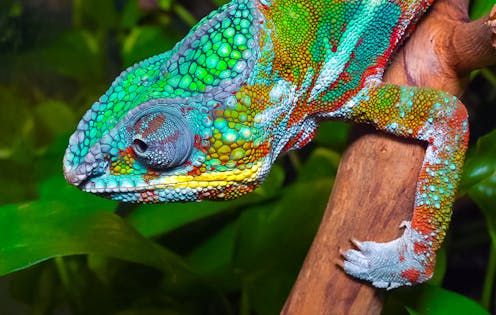 researchers identify which exotic animals may soon hitchhike into Australia