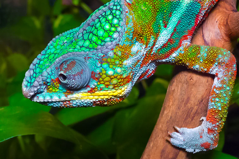 chameleon