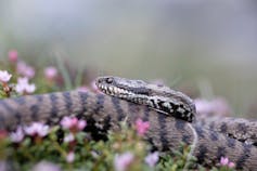 snake in grass