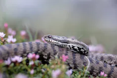 snake in grass