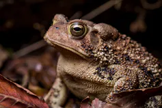 brown toad