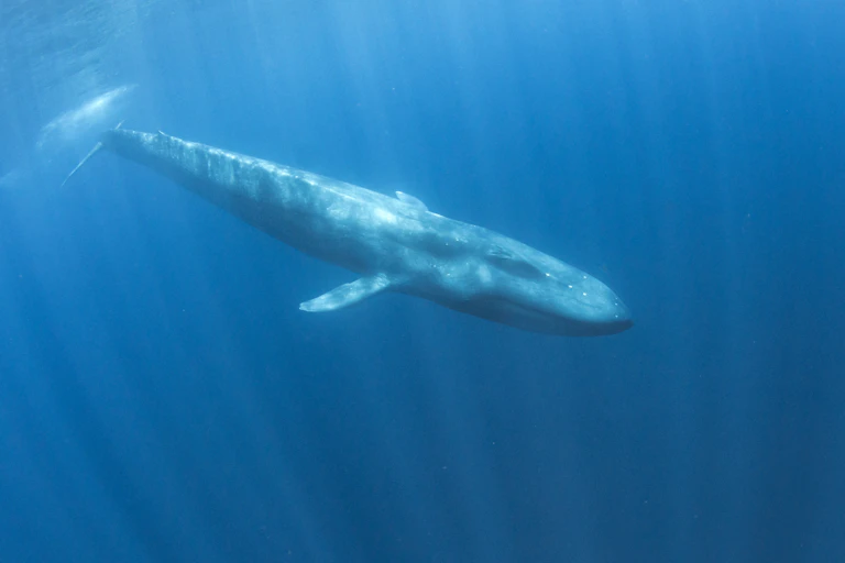 A blue underwater view of a slimline, torpedo-shaped whale.