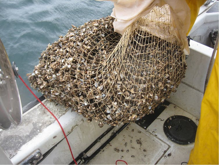 net of mussels on boat