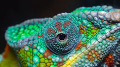 chameleon head