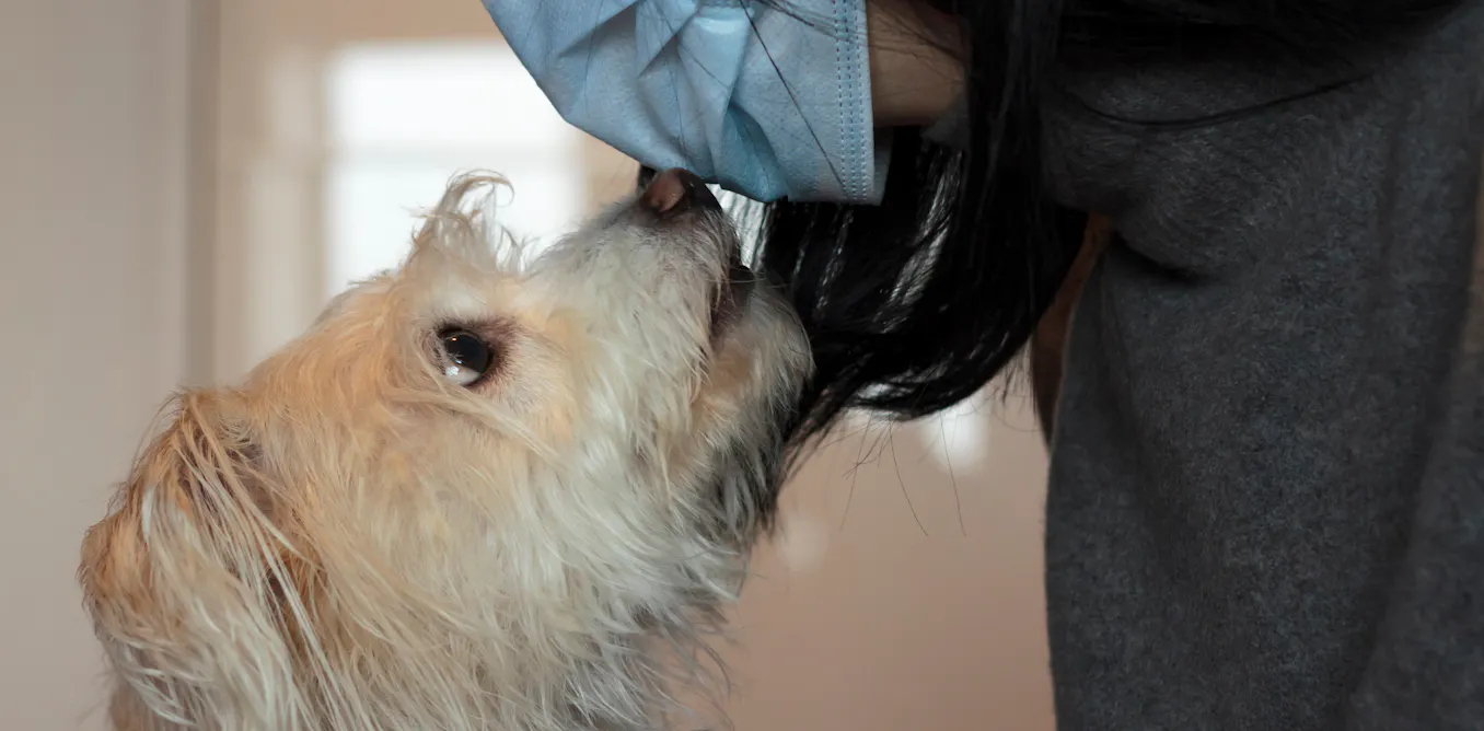 ces animaux qui détectent les maladies des humains ces animaux qui détectent les maladies des humains