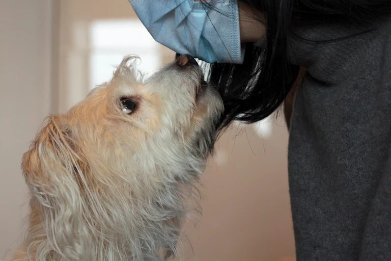 Un chien renifle le masque chirurgical d’une femme.
