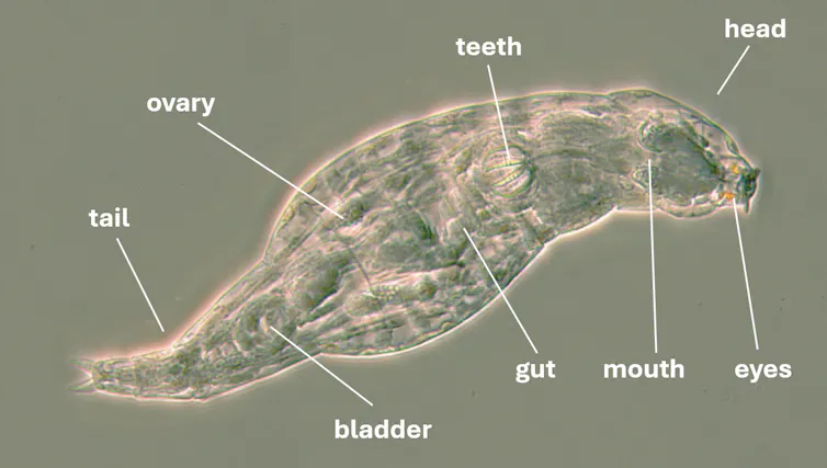 Labelled image of a rotifer.