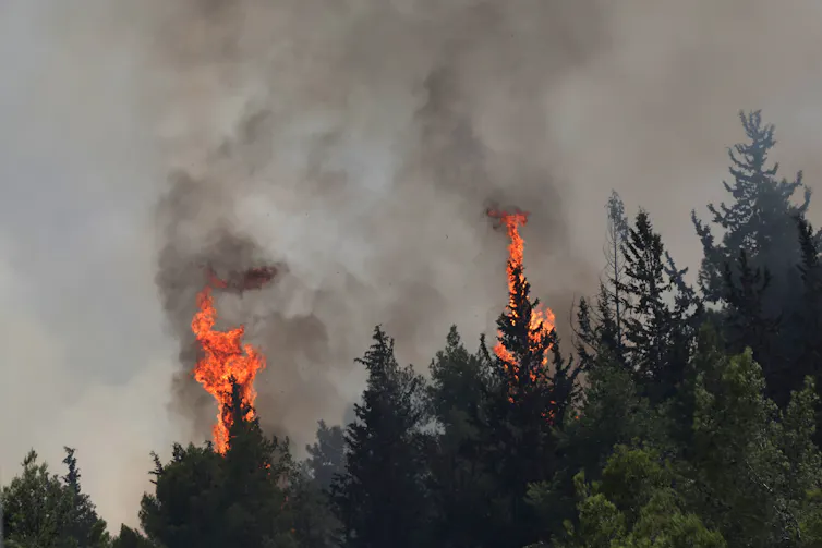 Smoke rising from a fire in a forest.