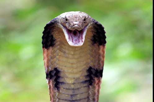 How a century-old drug could revolutionise cobra bite treatment