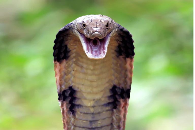 Photo of a cobra staring down the barrel of the camera.