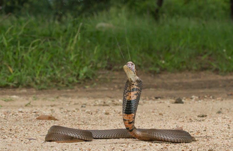 Spitting cobra