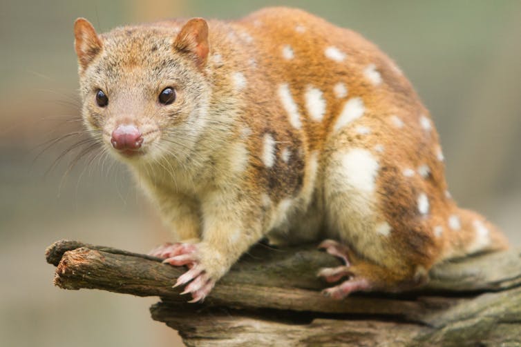 Close up of a rodent like mammal