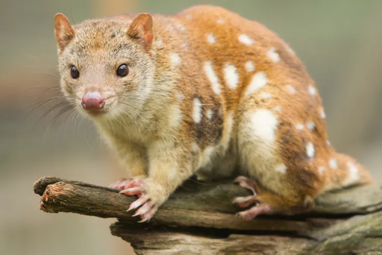 Close up of a rodent like mammal