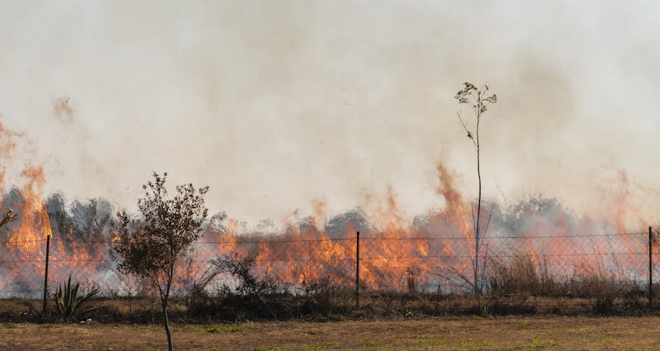 Wildfires in South Africa are set to increase: how legal action