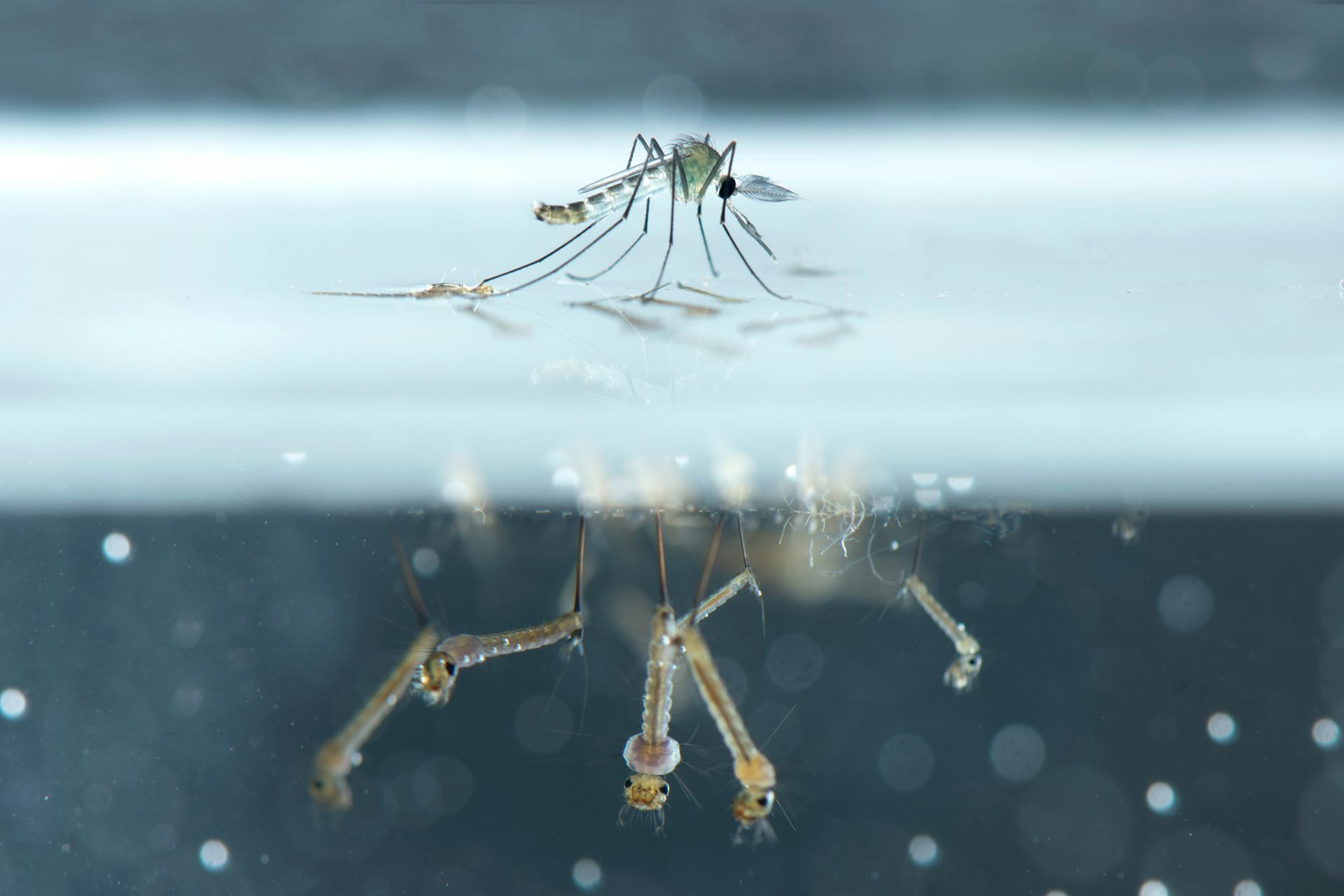 Photo d’un moustique à la surface de l’eau, des larves de moustiques sont visibles sous la surface.