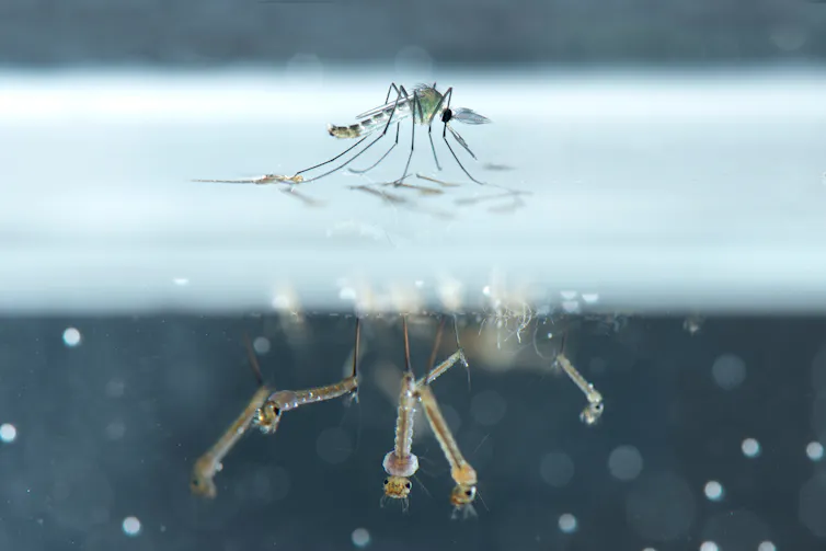 Photo d’un moustique à la surface de l’eau, des larves de moustiques sont visibles sous la surface.