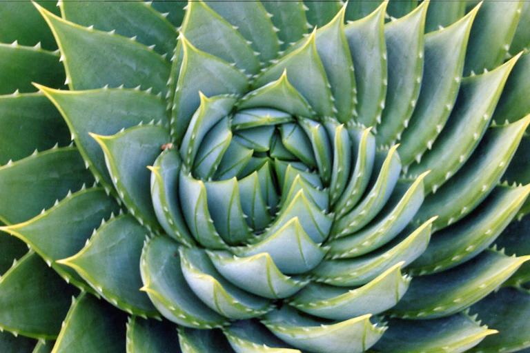 Une aloe vera vue en plan rapprochée. Ses feuilles forment plusieurs spirales partant d'un même point.
