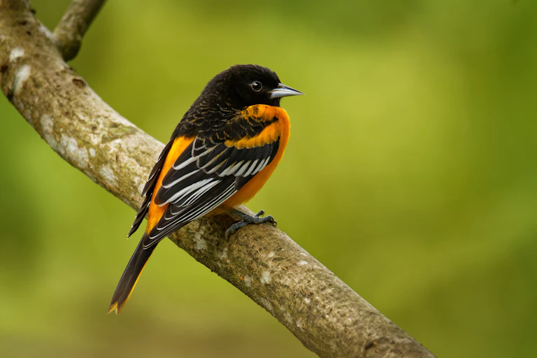 A bright black and orange bird perched on a tree branch