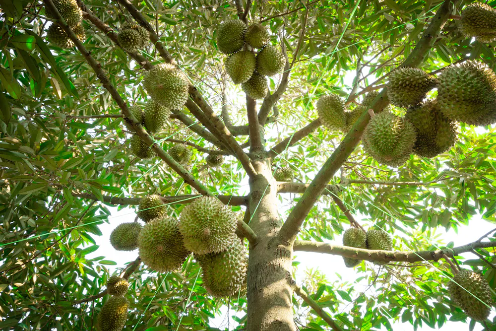 Datrangi Tree Why the stinky durian really is the ‘king of all fruits’ – Evening Report