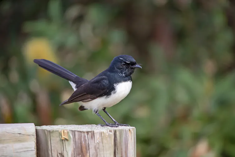 A black and white bird.