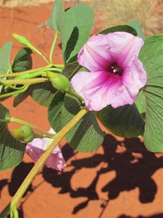 A plant with a mauve flower.