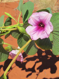 A plant with a mauve flower.