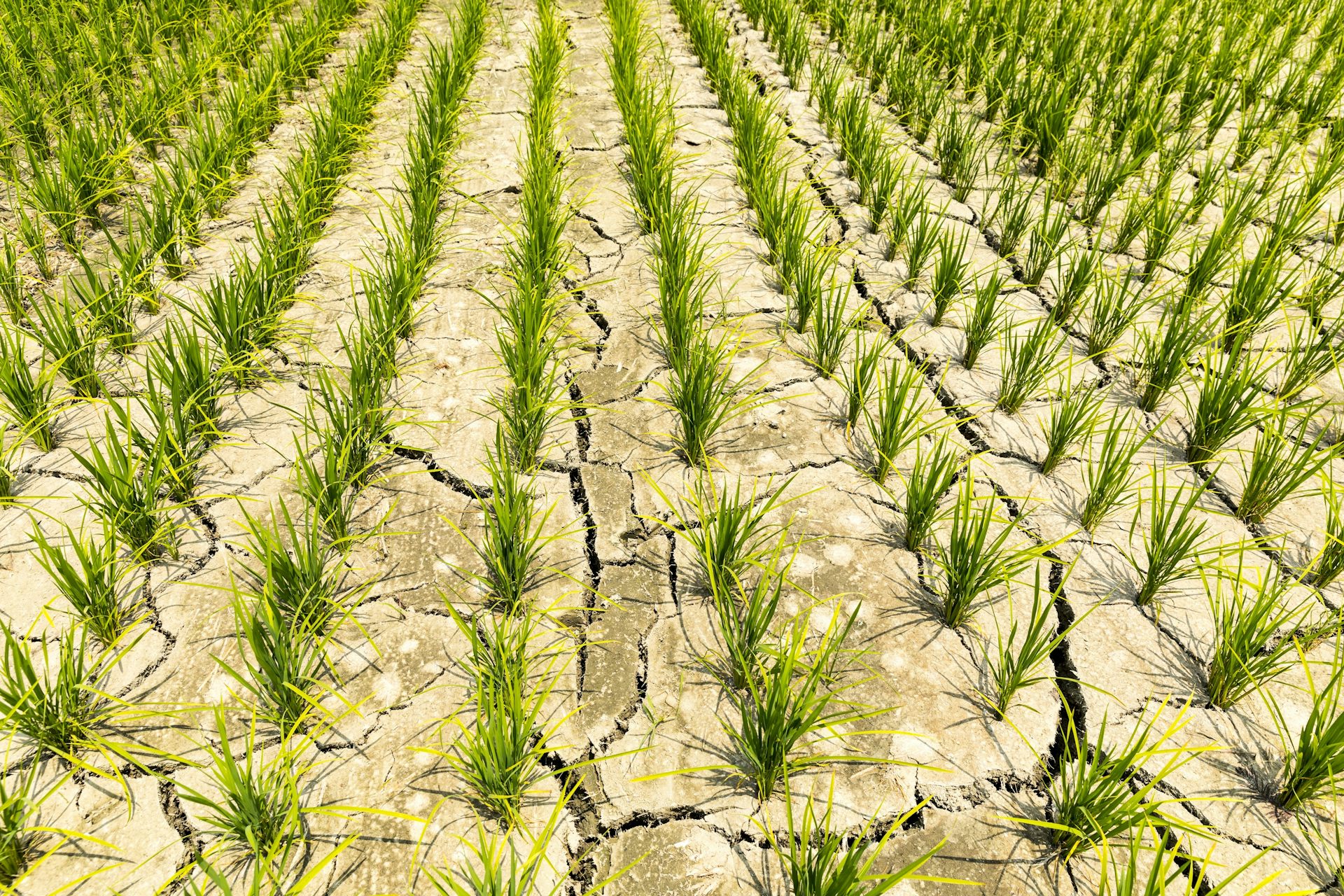 Prediksi iklim Jawa tahun 2100: kekeringan di lumbung pangan, hujan ekstrem di hulu sungai